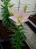 [1690 PartyDiamond DJ No02.JPG]